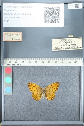 Media type: image;   Entomology 158941